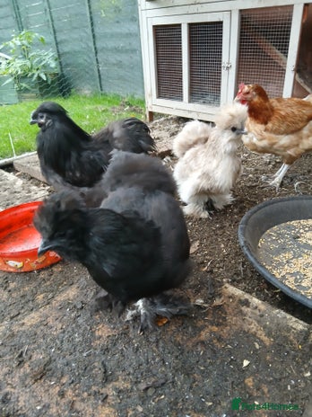 Hens poultry - Advert 3