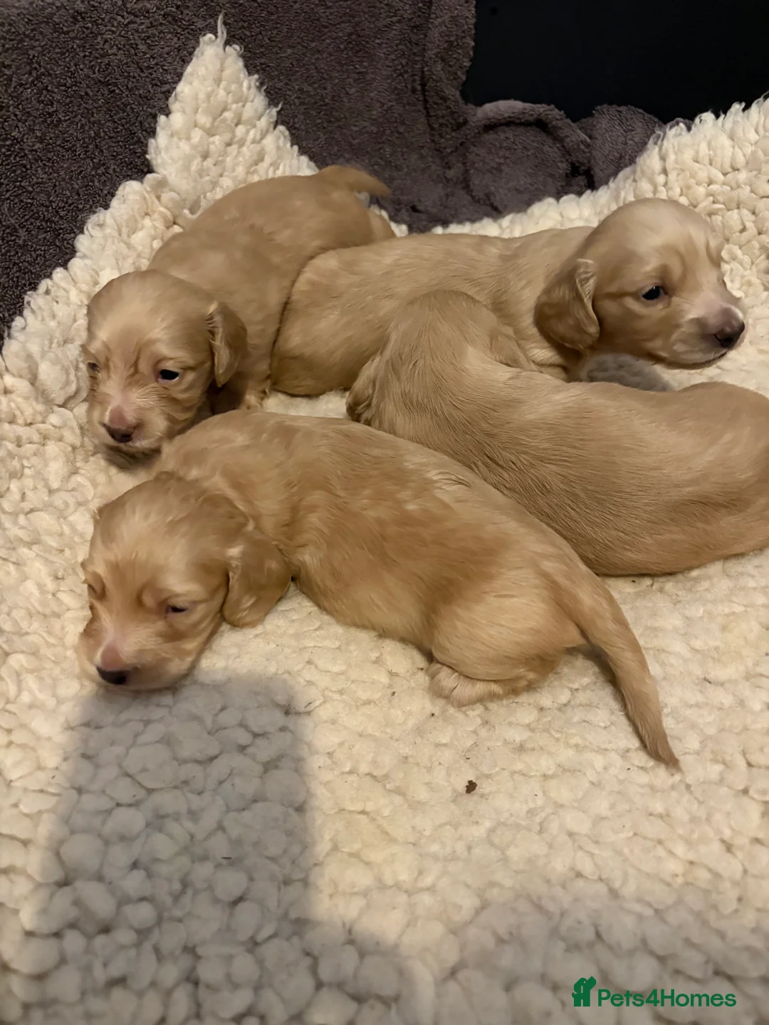Miniature Dachshund dogs for sale: KC Registered Longhaired Miniature Dachshund Pups - Advert 10