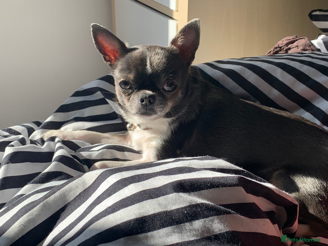Chihuahua dogs for sale: Blue and white ** chihuahua  - Image 7