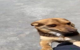Mixed Breed dogs for adoption: Myrtle, 2-3 years old. Reserved stc. in Brixham - Image 9