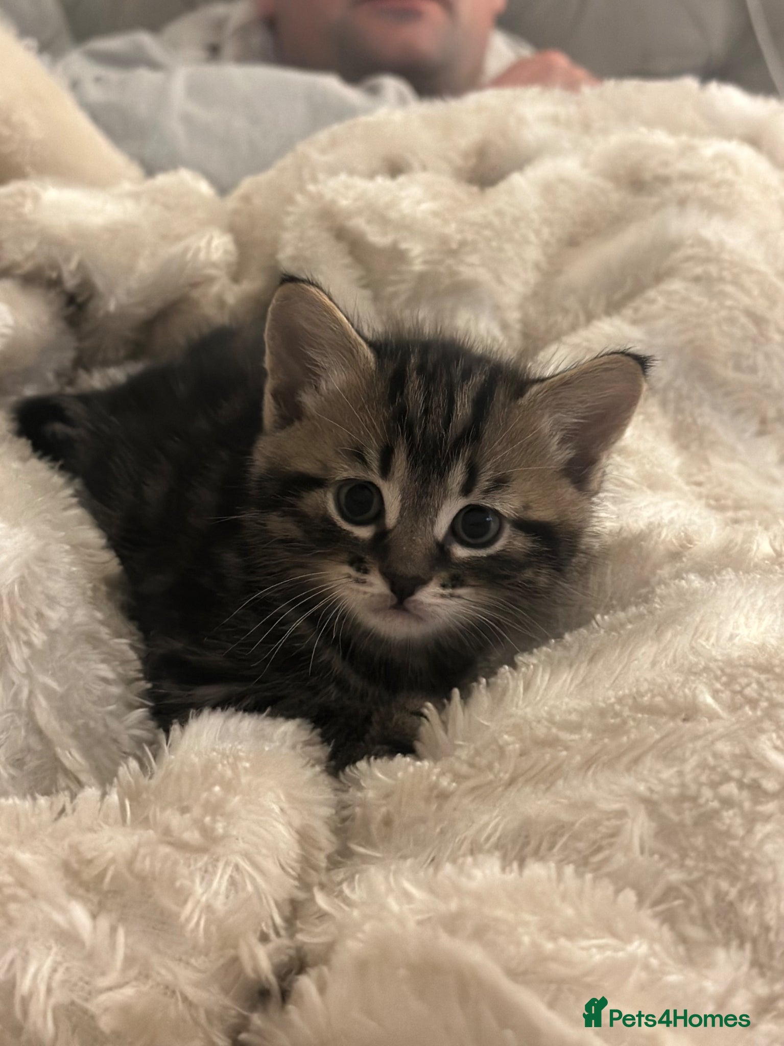Mixed Breed cats Stunning  mixed British short hair  - Advert 11