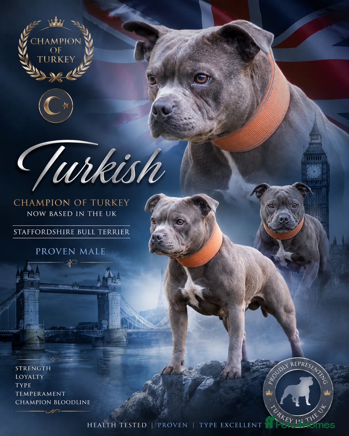 Staffordshire Bull Terrier dogs Grand champion 5⭐️LICENSED KENNEL - Advert 7