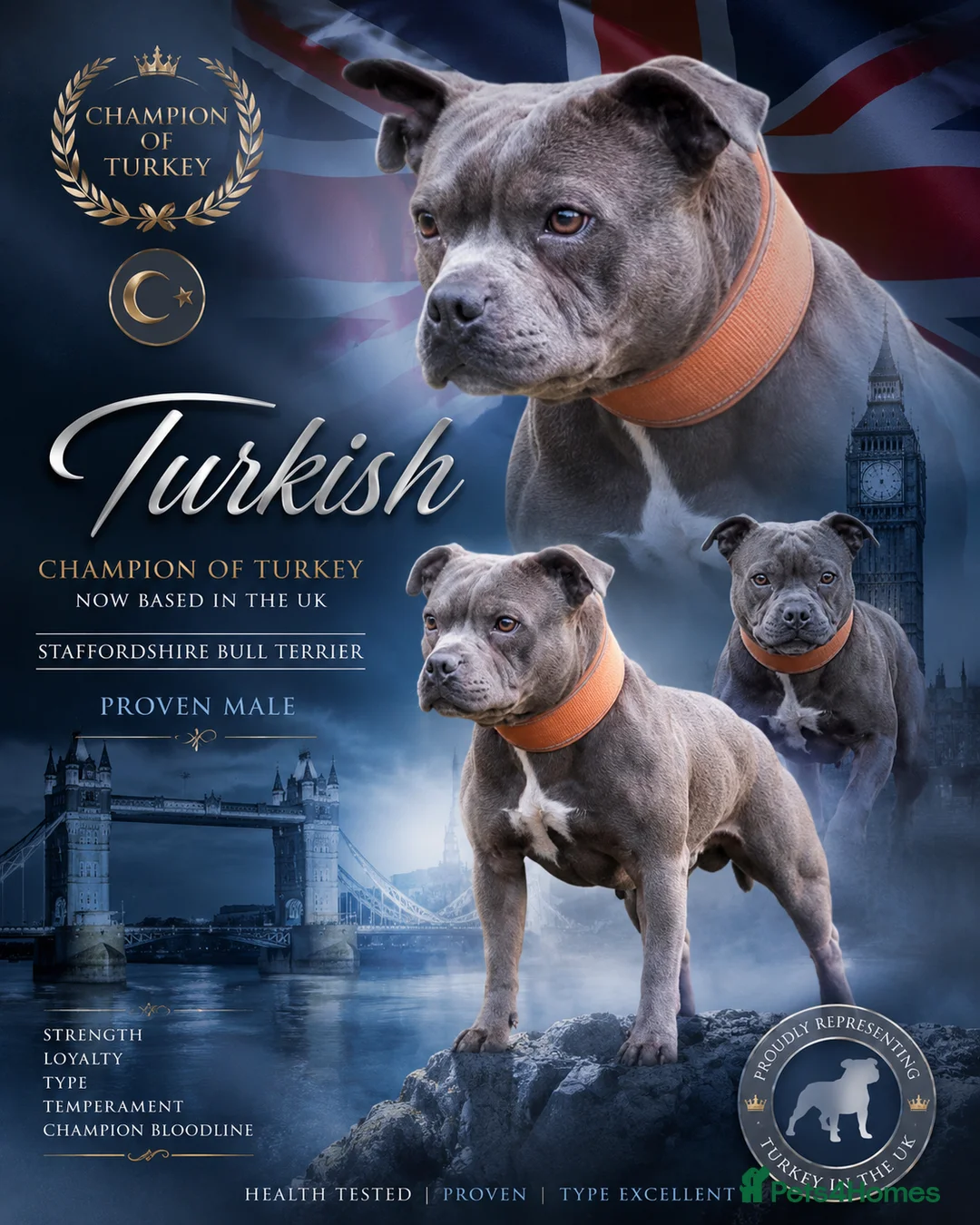 Staffordshire Bull Terrier dogs for stud: Grand champion 5⭐️LICENSED KENNEL - Advert 1