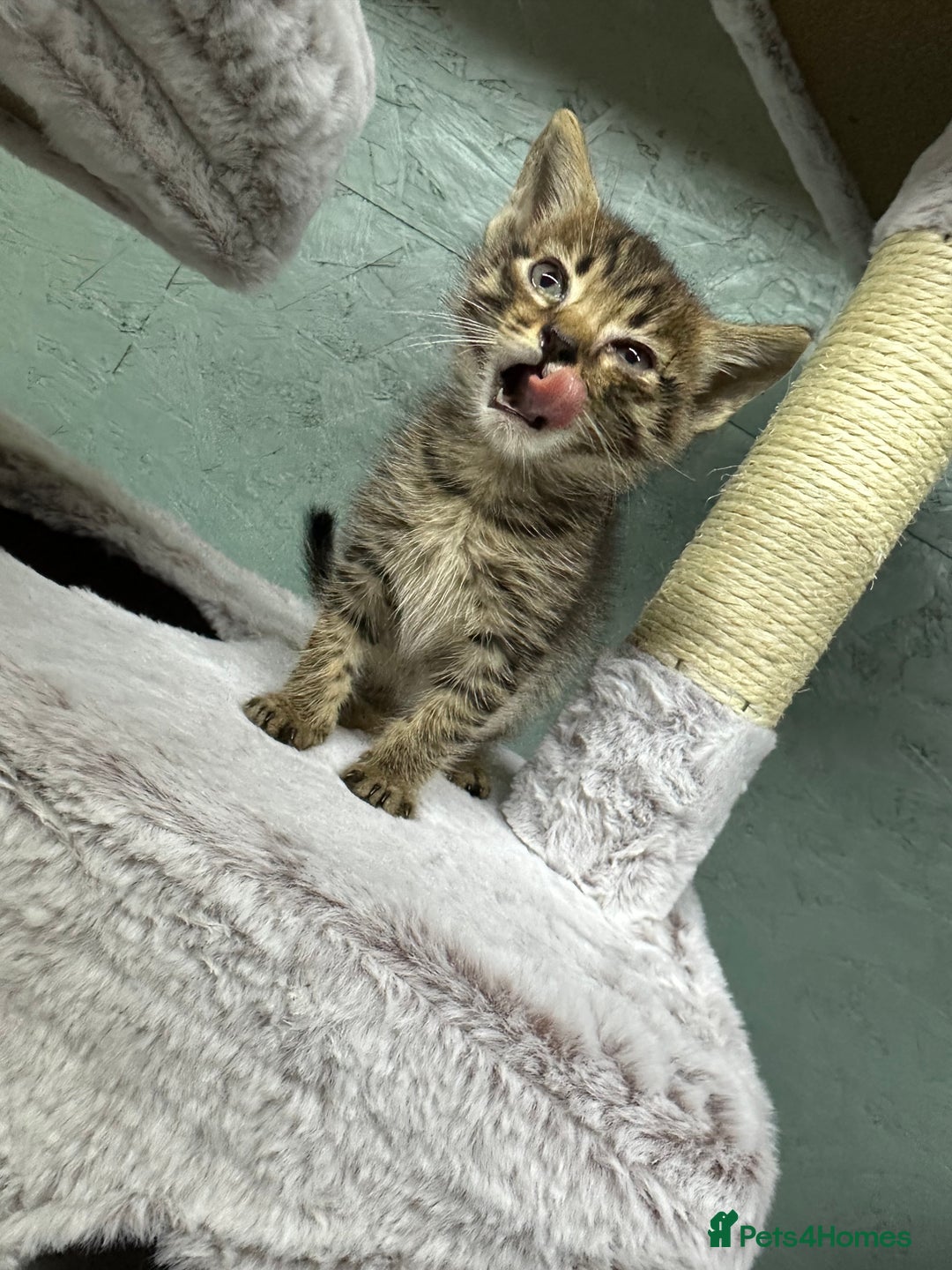 Maine Coon cats for sale: Mainecoon x  - Advert 2