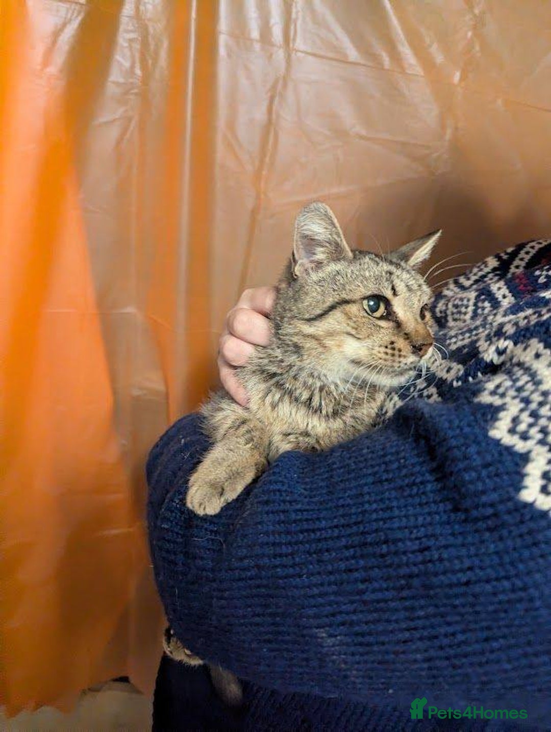 Mixed Breed cats for adoption: Granny for adoption - Advert 3