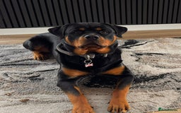 Rottweiler dogs for sale: AMAZING PEDIGREE REGISTERED ROTTWEILER PUPPIES - Image 23