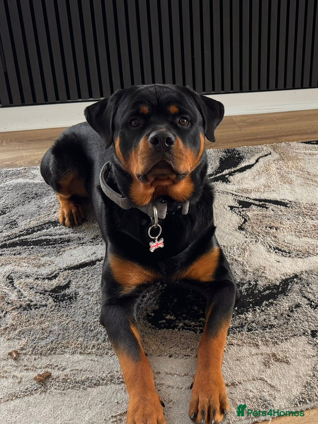 Rottweiler dogs for sale: AMAZING PEDIGREE REGISTERED ROTTWEILER PUPPIES - Image 23