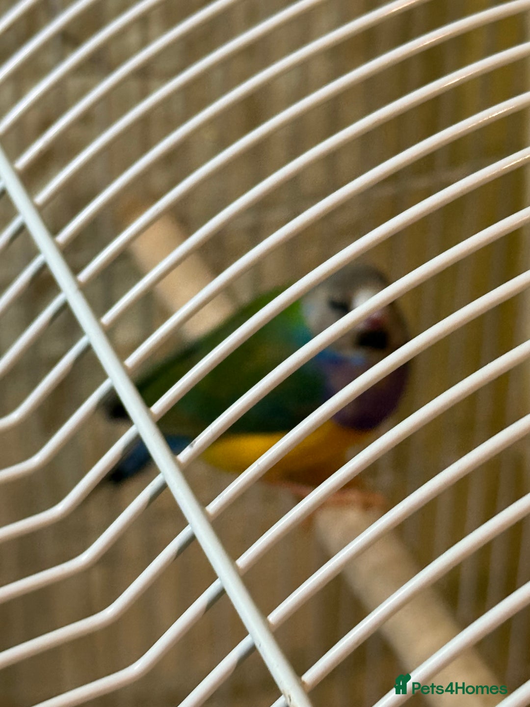 Finches birds for sale: 6 months old male and female guardians   - Advert 5