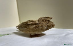 Quail poultry for sale: Quail male  - Advert 5