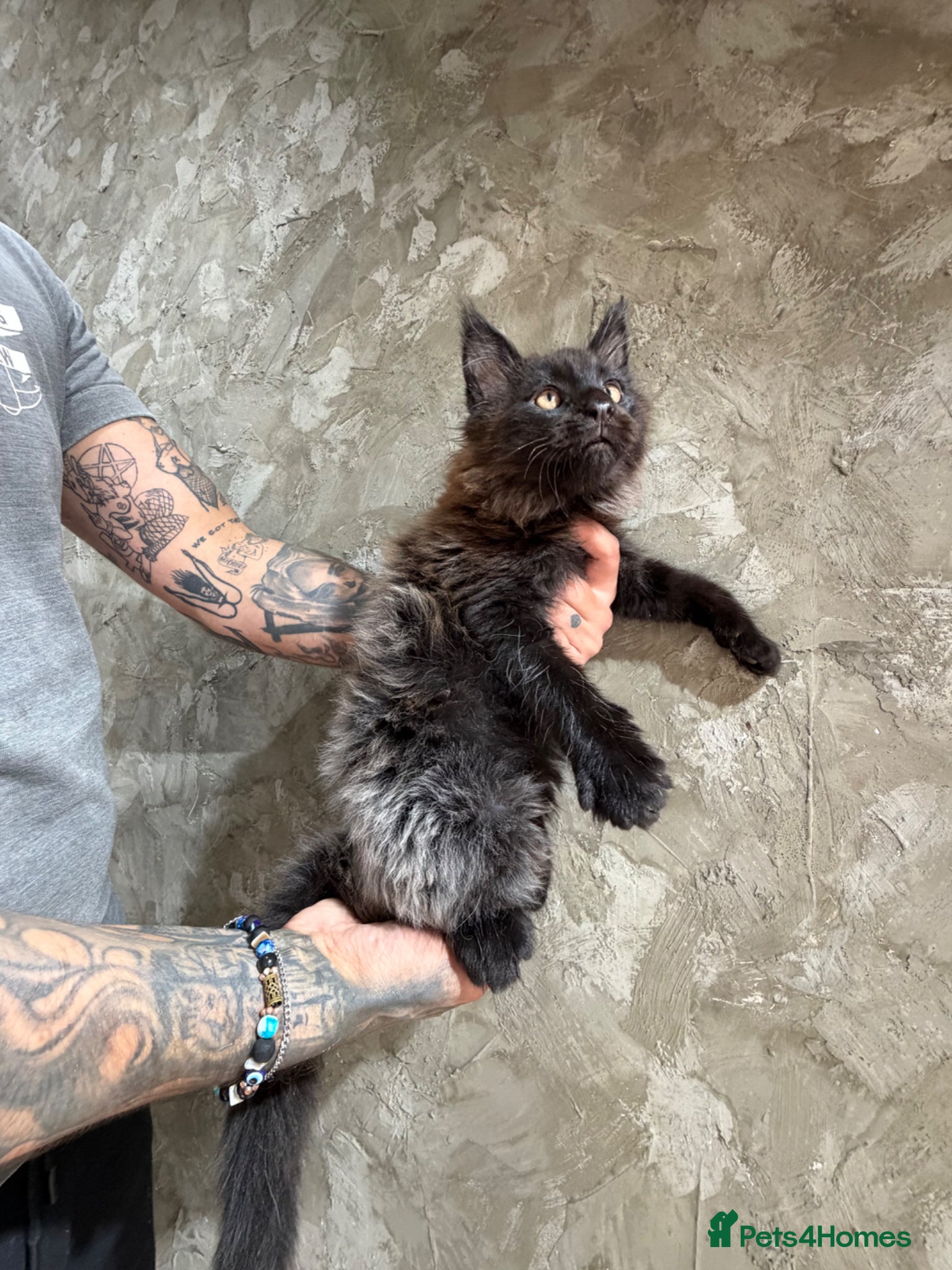 Maine Coon cats Maine Coon Kittens - Advert 2