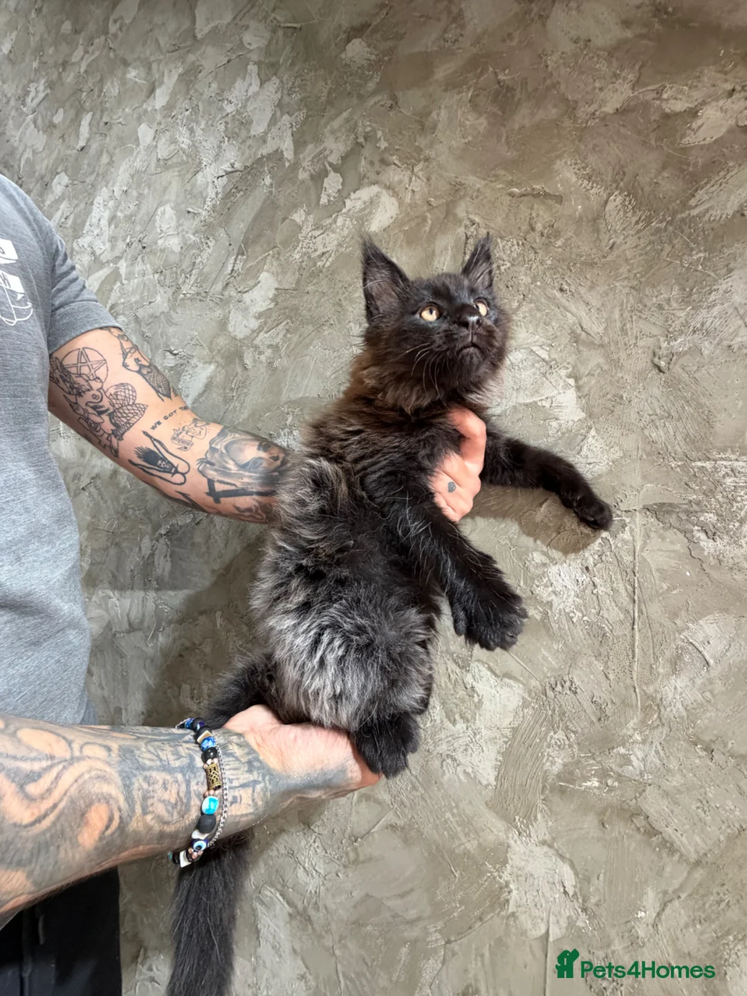 Maine Coon cats for sale: Maine Coon Kittens in Peterhead - Advert 2