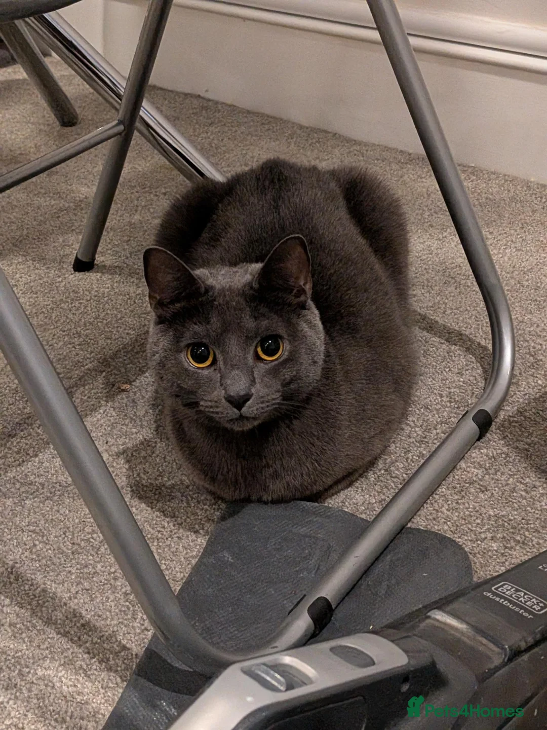 Mixed Breed cats for sale: Adult cats for sales in London - Advert 2