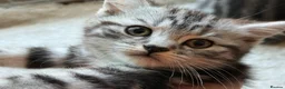 British Shorthair cats for sale: GCCF Rare Show Quality BSH Silver Tabby Kittens  - Advert 34