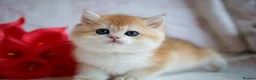 British Shorthair cats for sale: British shorthair available 🦁 - Advert 11