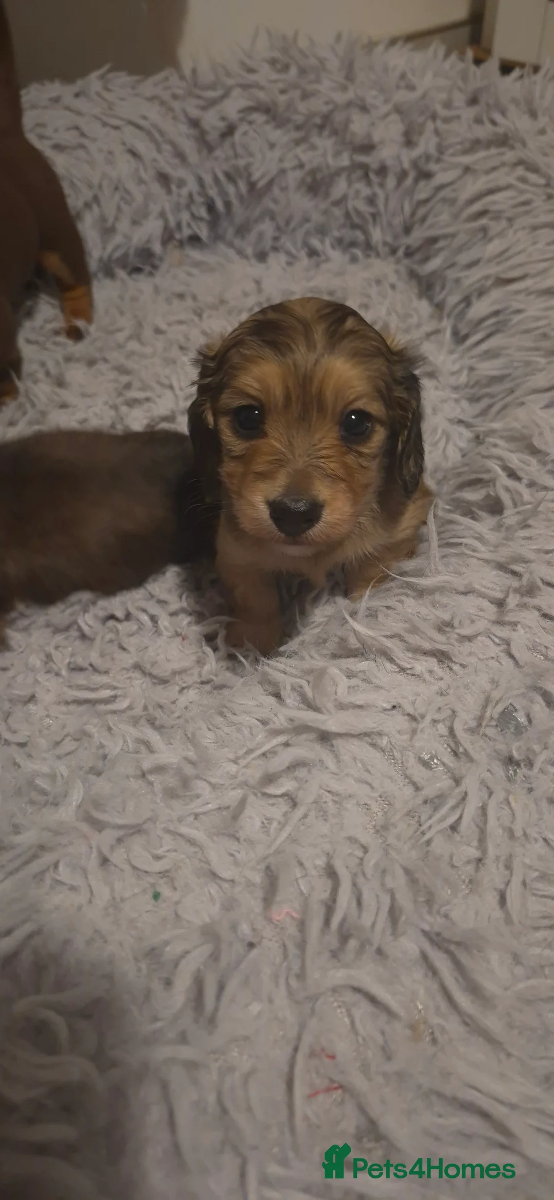 Dachshund dogs for sale: Miniature dachshund shaded cream girls - Advert 16