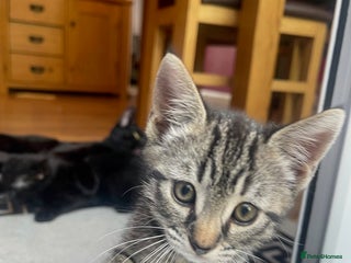 Russian Blue cats KITTENS AVALABLE NOW - Advert 3