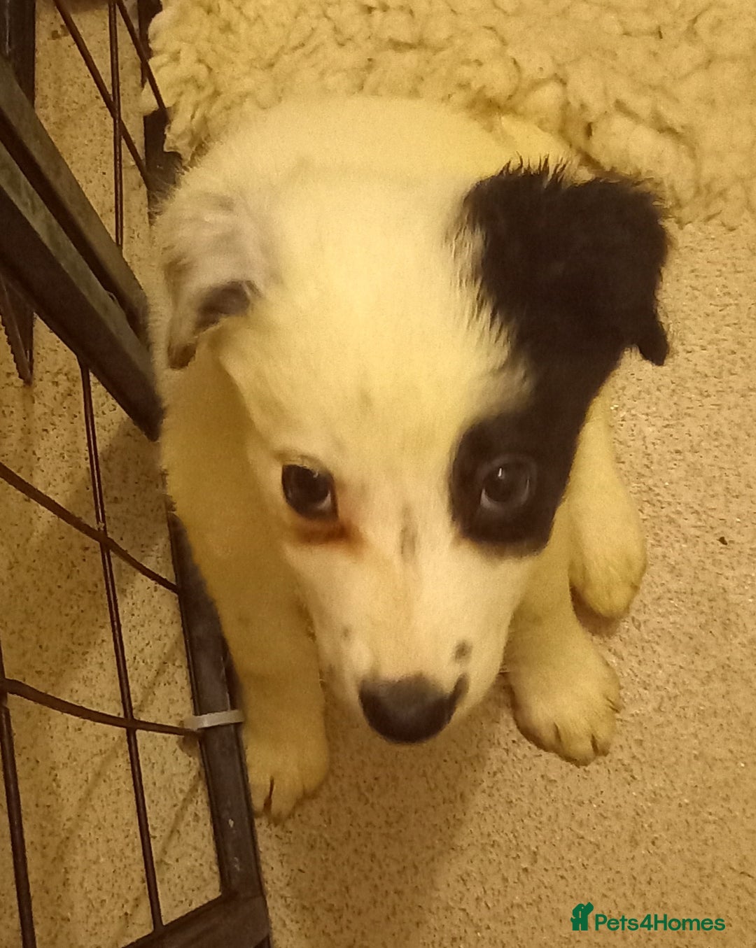 Border Collie dogs for sale: Beautiful Border Collie pups - Image 11