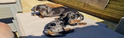 Miniature Dachshund dogs for sale: Miniature Daschund puppies - Advert 2