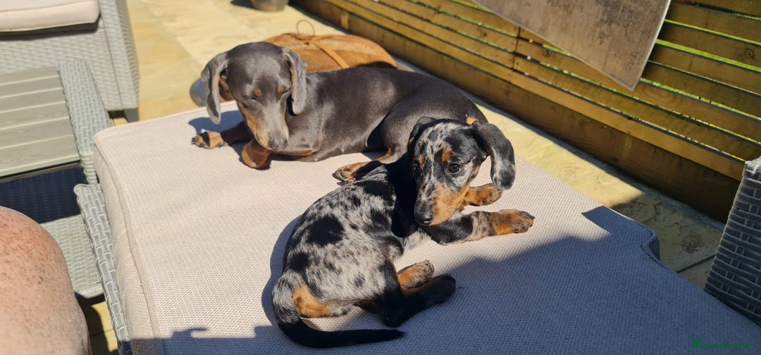 Miniature Dachshund dogs for sale: Miniature Daschund puppies - Advert 2