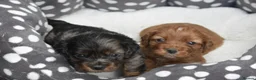 Cavapoo dogs for sale: Health Tested Cavapoo Puppies  - Advert 23