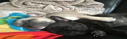 French Bulldog dogs for stud: French bulldog stud  - Advert 18