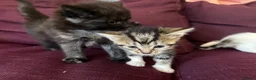 Mixed Breed cats for sale: 12 kittens available - Advert 16