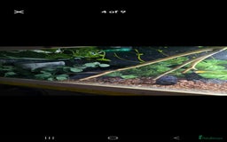 Python Snake reptiles for sale: Ball python - Image 8