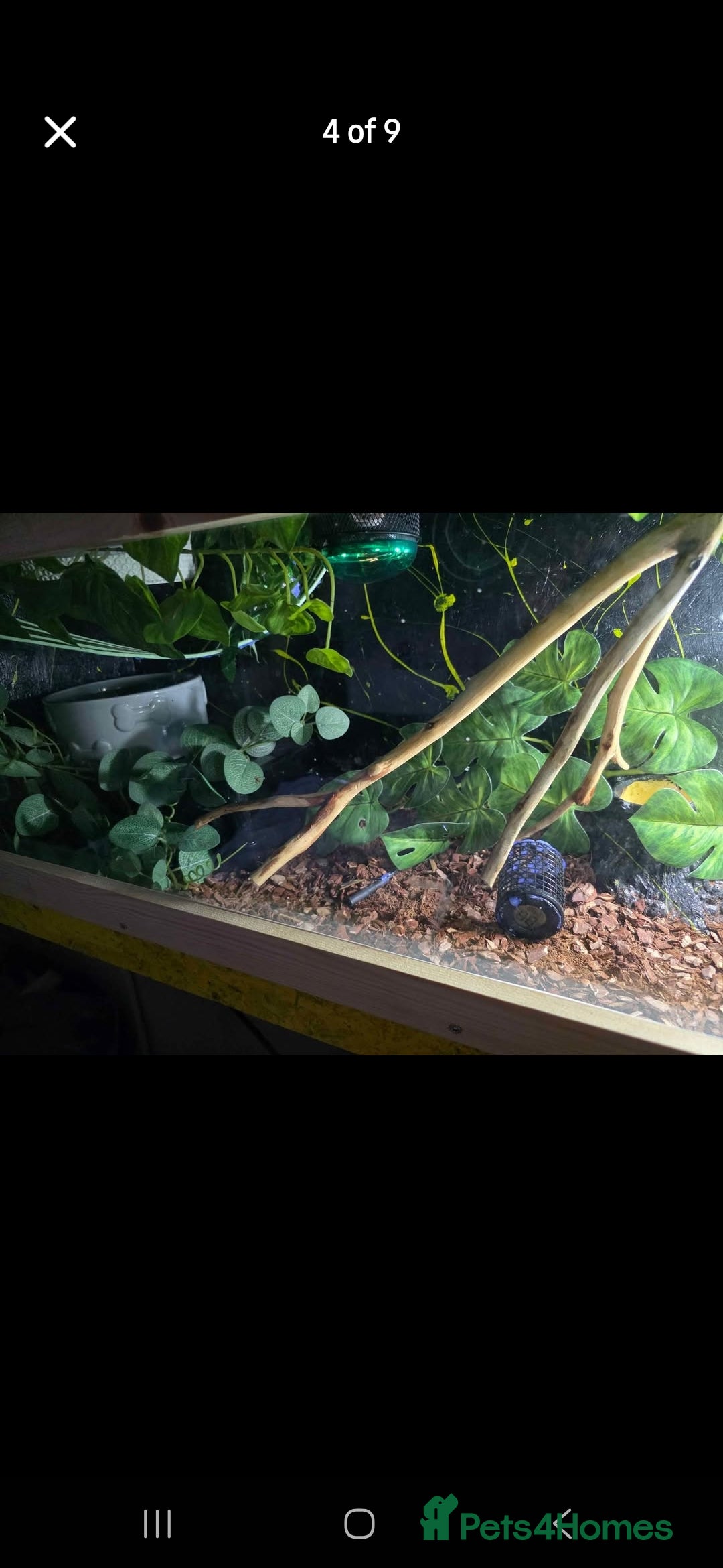 Python Snake reptiles for sale: Ball python - Image 8