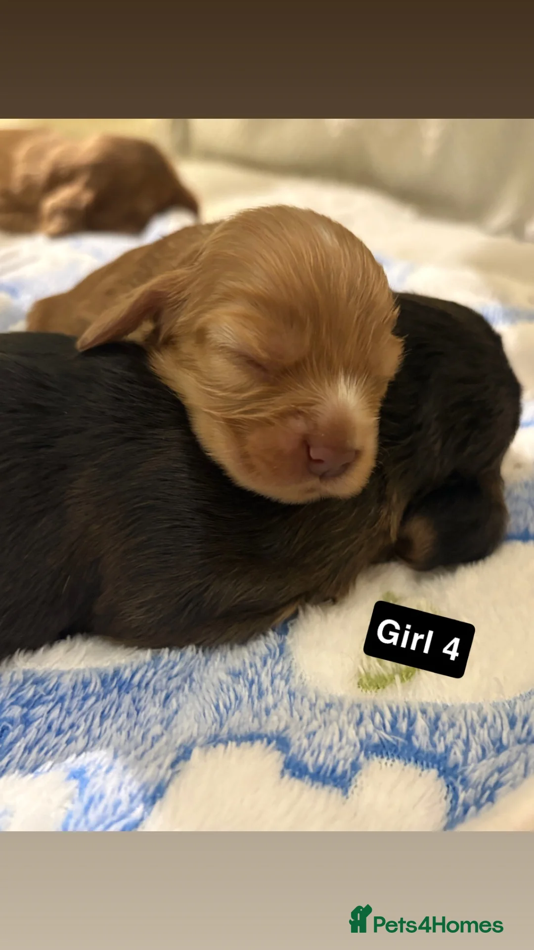 Cocker Spaniel dogs for sale: Show cocker spaniel puppies   - Advert 10