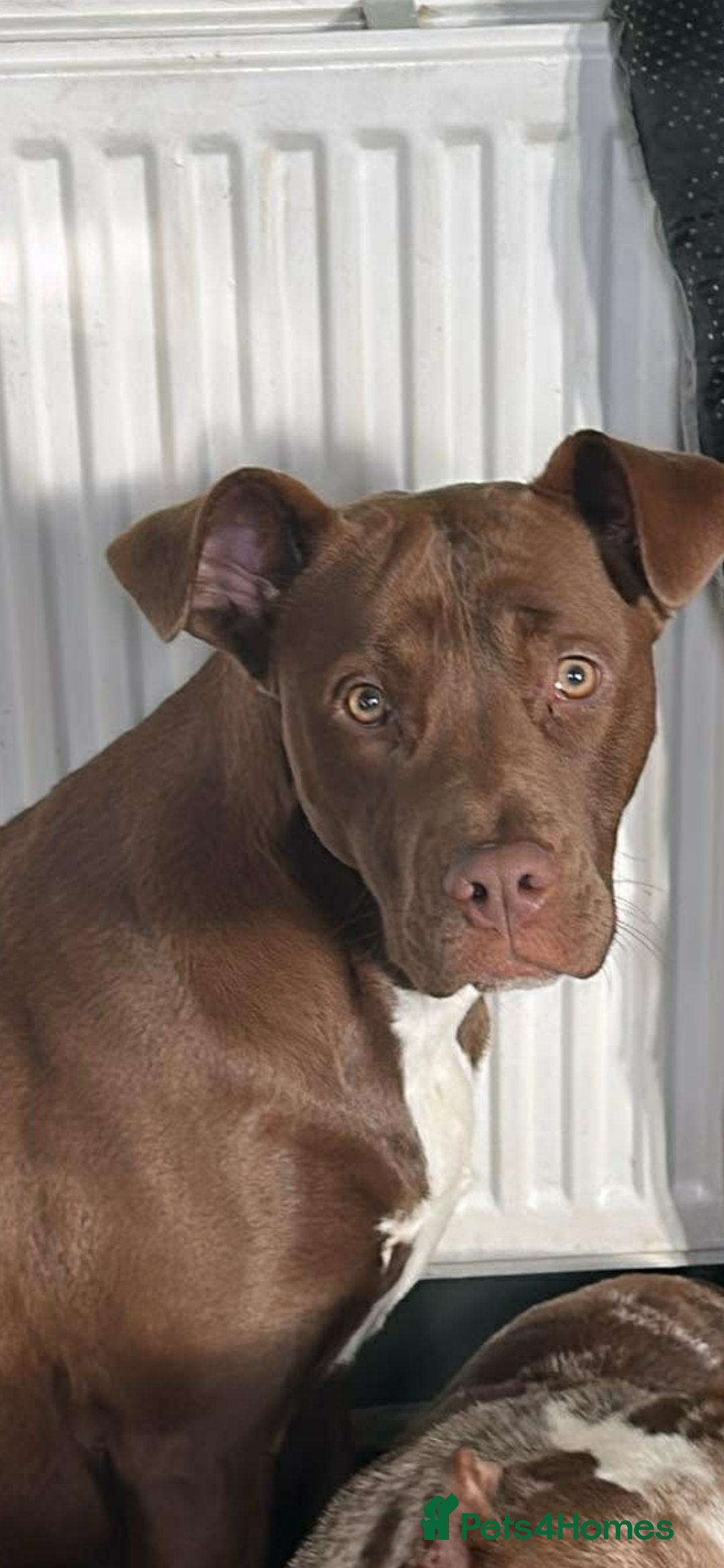 Mixed Breed dogs for sale: Nellie - Advert 3