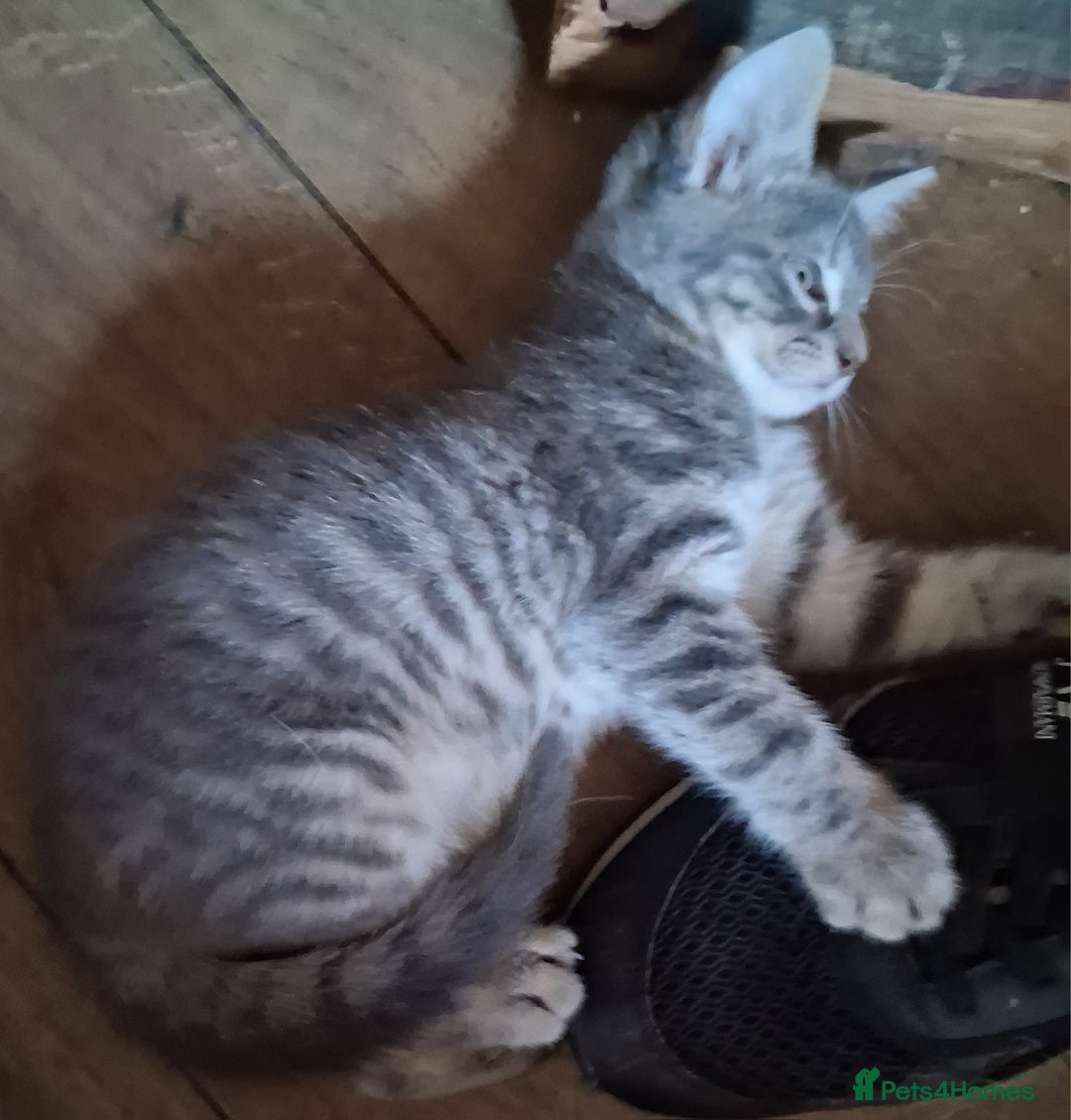 Mixed Breed cats for sale: UNIQUE SILVER/BLUE BENGAL X RUSSIAN BLUE KITTENS  - Image 5