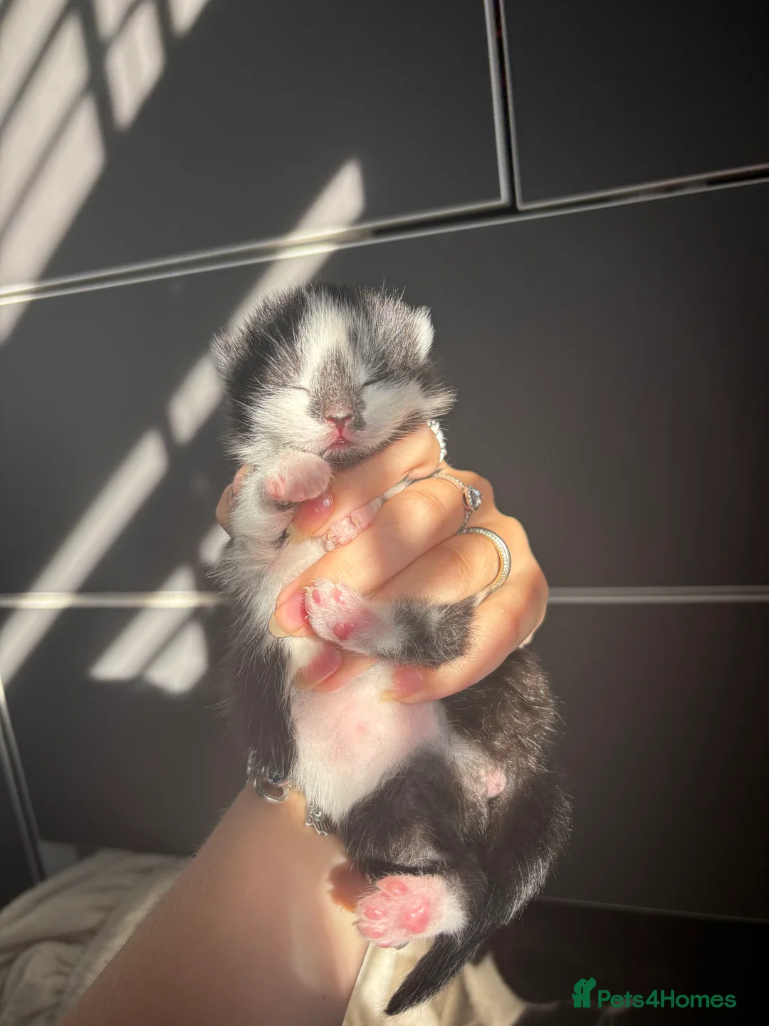 Mixed Breed cats for sale: Female Kitten in Stoke-on-Trent - Advert 3