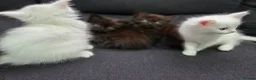 Mixed Breed cats for sale: Maine Coon x Ragdoll Kittens - Advert 18