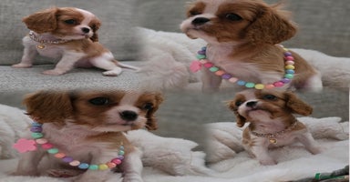 Cavalier King Charles Spaniel dogs - Advert 4