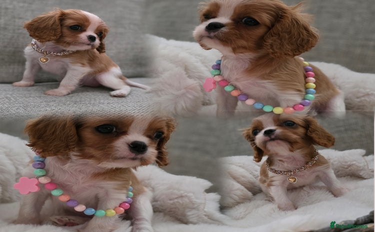 Cavalier King Charles Spaniel dogs - Advert 12