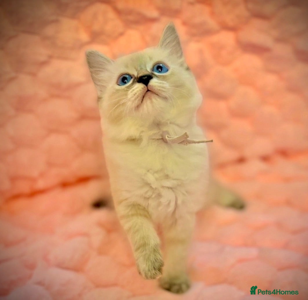 Ragdoll cats ✨ Beautiful Ragdoll Girl Kittens 🩷 - Advert 9