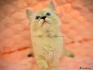 Ragdoll cats ✨ Beautiful Ragdoll Girl Kittens 🩷 - Advert 9