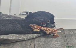 Cockapoo dogs for sale: Beautiful f2b cockapoos  - Image 16