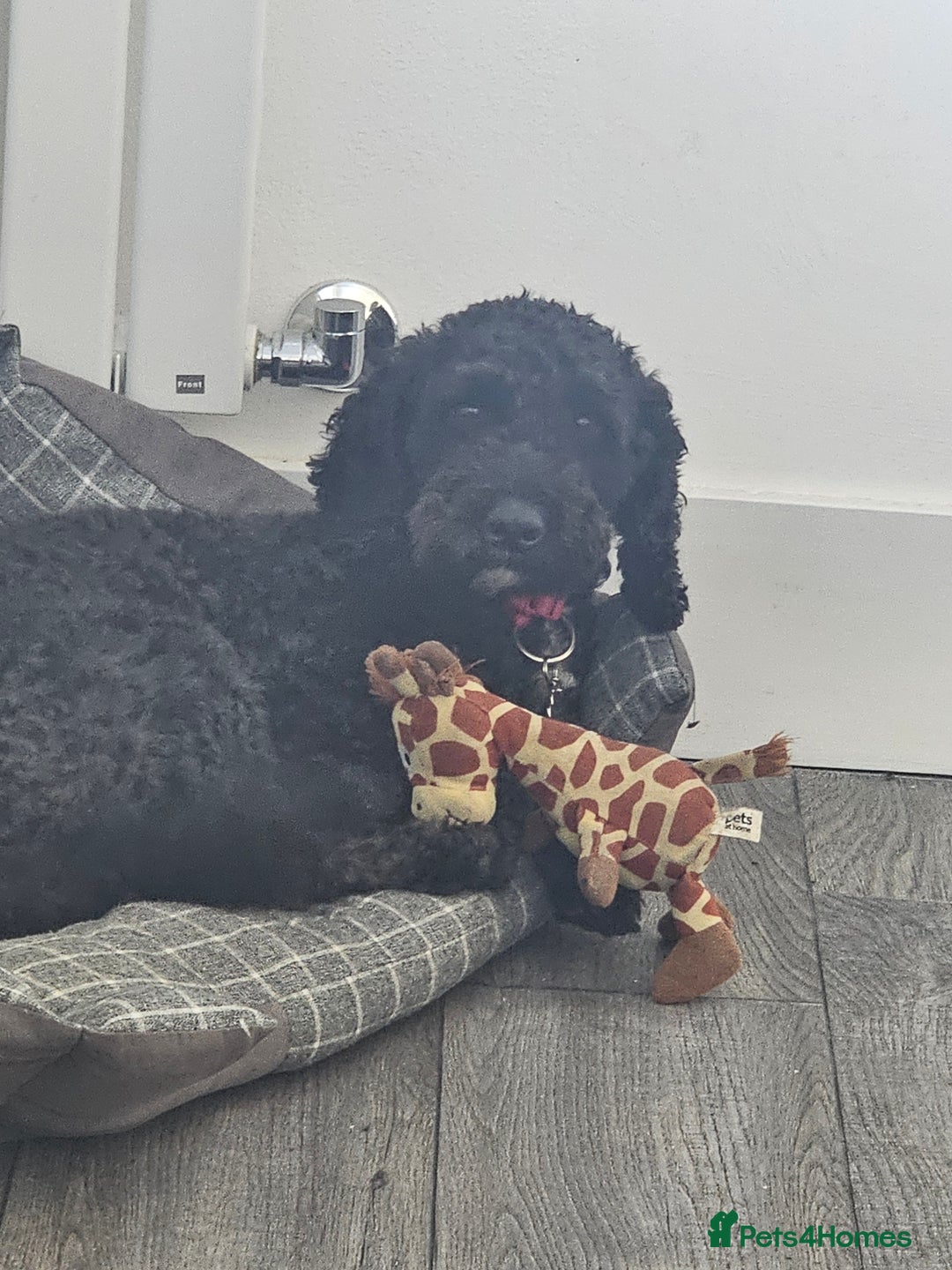 Cockapoo dogs for sale: Beautiful f2b cockapoos  - Image 16