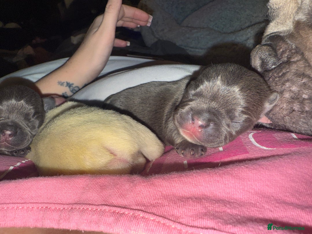 French Bulldog dogs for sale: Puppy frenchies for sale!! - Advert 25