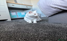 Mixed Breed cats for sale: Female White Cat  - Image 1