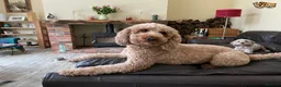 Miniature Poodle dogs for stud: KC registered miniature red poodle health tested in Alford - Advert 2