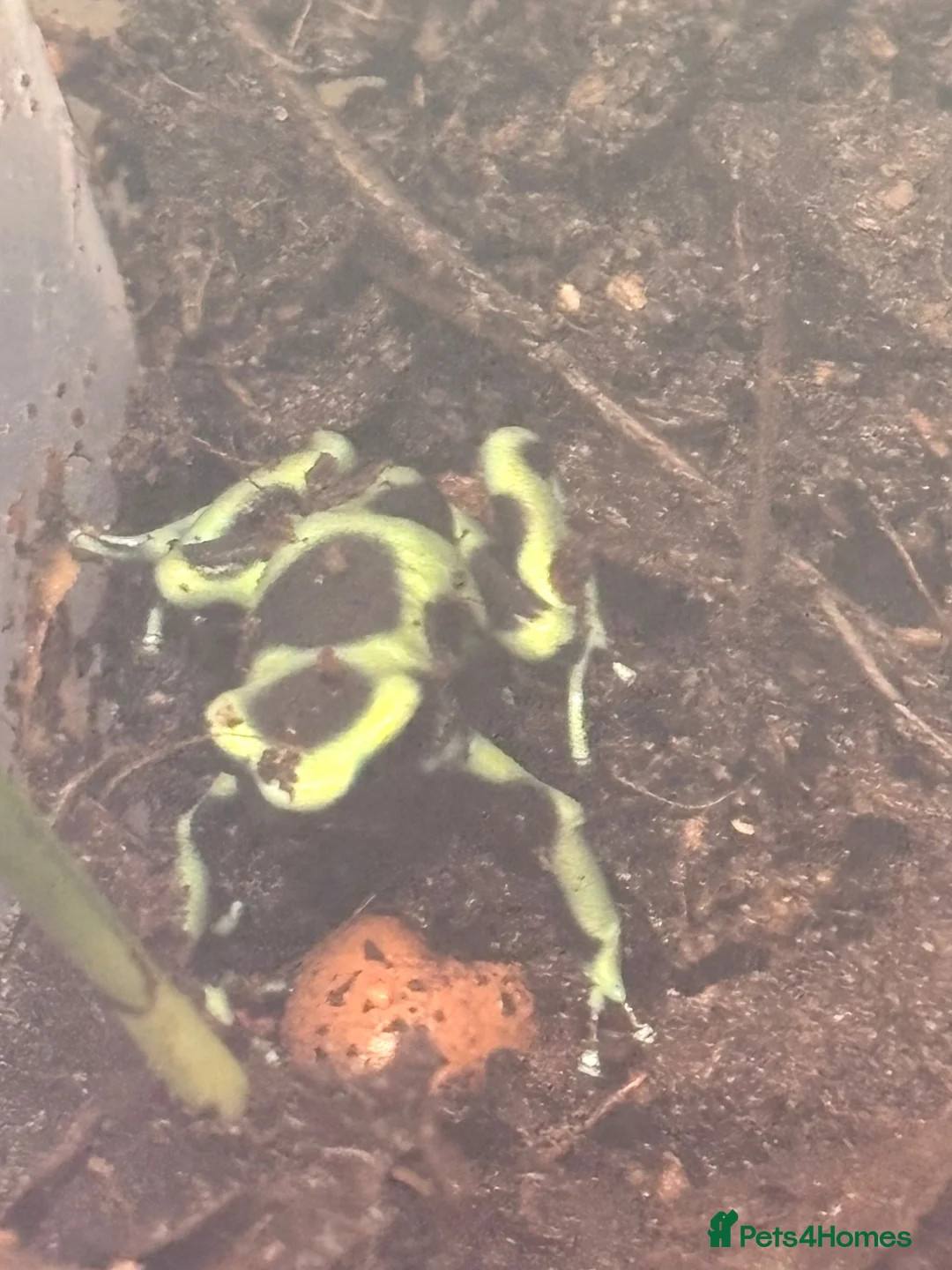 Frog reptiles for sale: Dendrobates Auratus Green and Black - Advert 5
