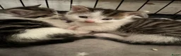 Mixed Breed cats for sale: 3 beautiful kittens  - Advert 7