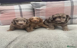 Cockapoo dogs for sale: f1b toy  stunning cockerpoos  - Image 4