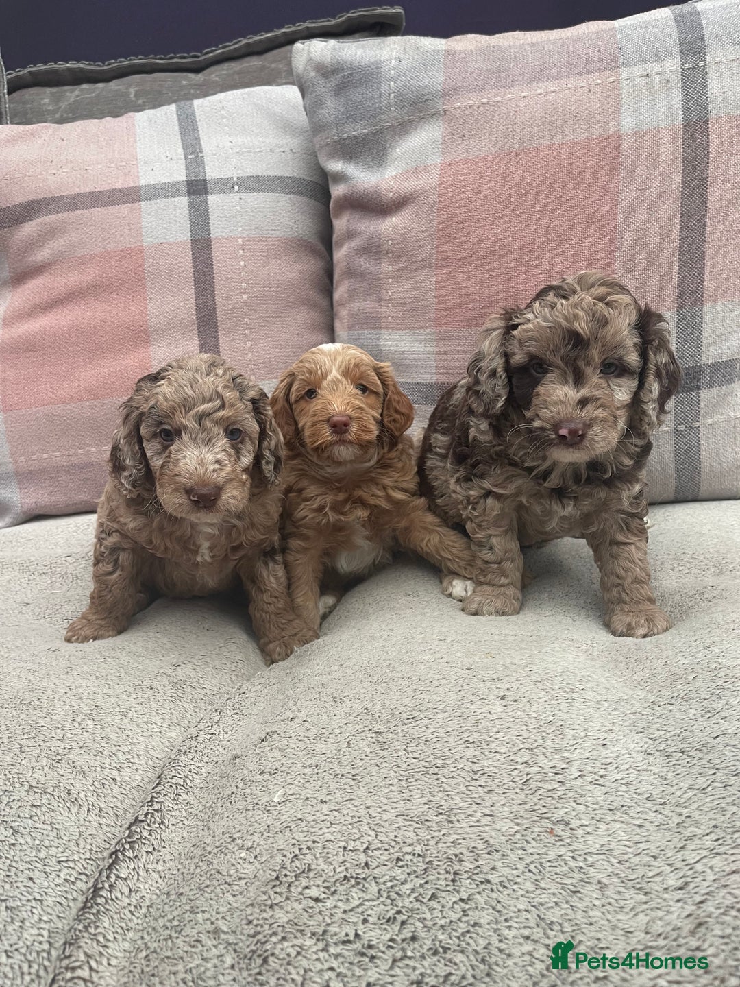 Cockapoo dogs for sale: f1b toy  stunning cockerpoos  - Image 4