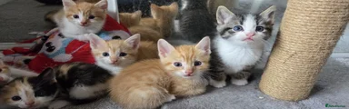Kitten 5