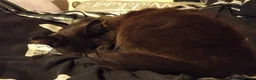 British Longhair cats for sale: Super fluffy foodie girl - Advert 11