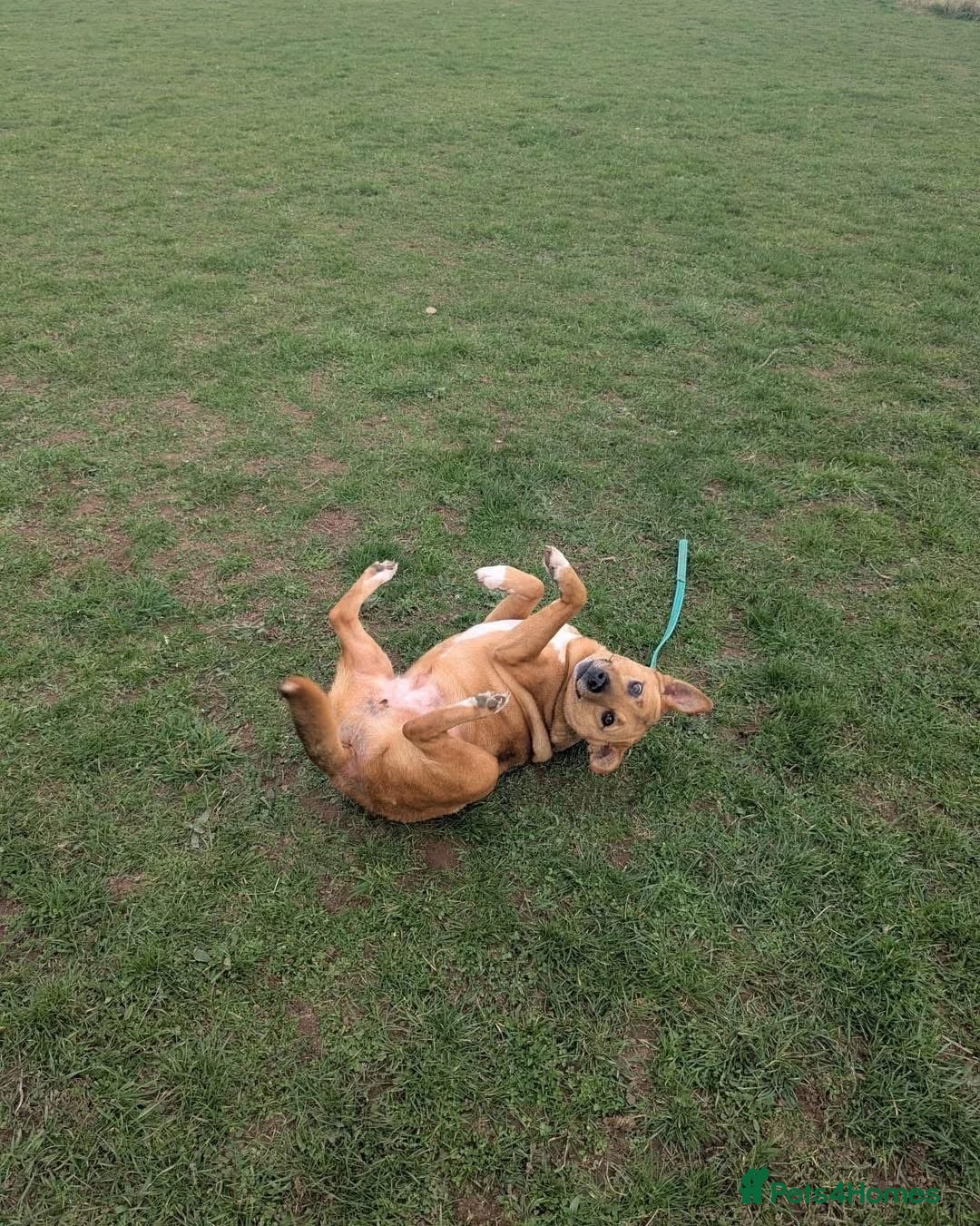 Mixed Breed dogs for adoption: 🧡 Delightful Duffy - once a shell of a dog 🧡 in Kidderminster - Advert 11