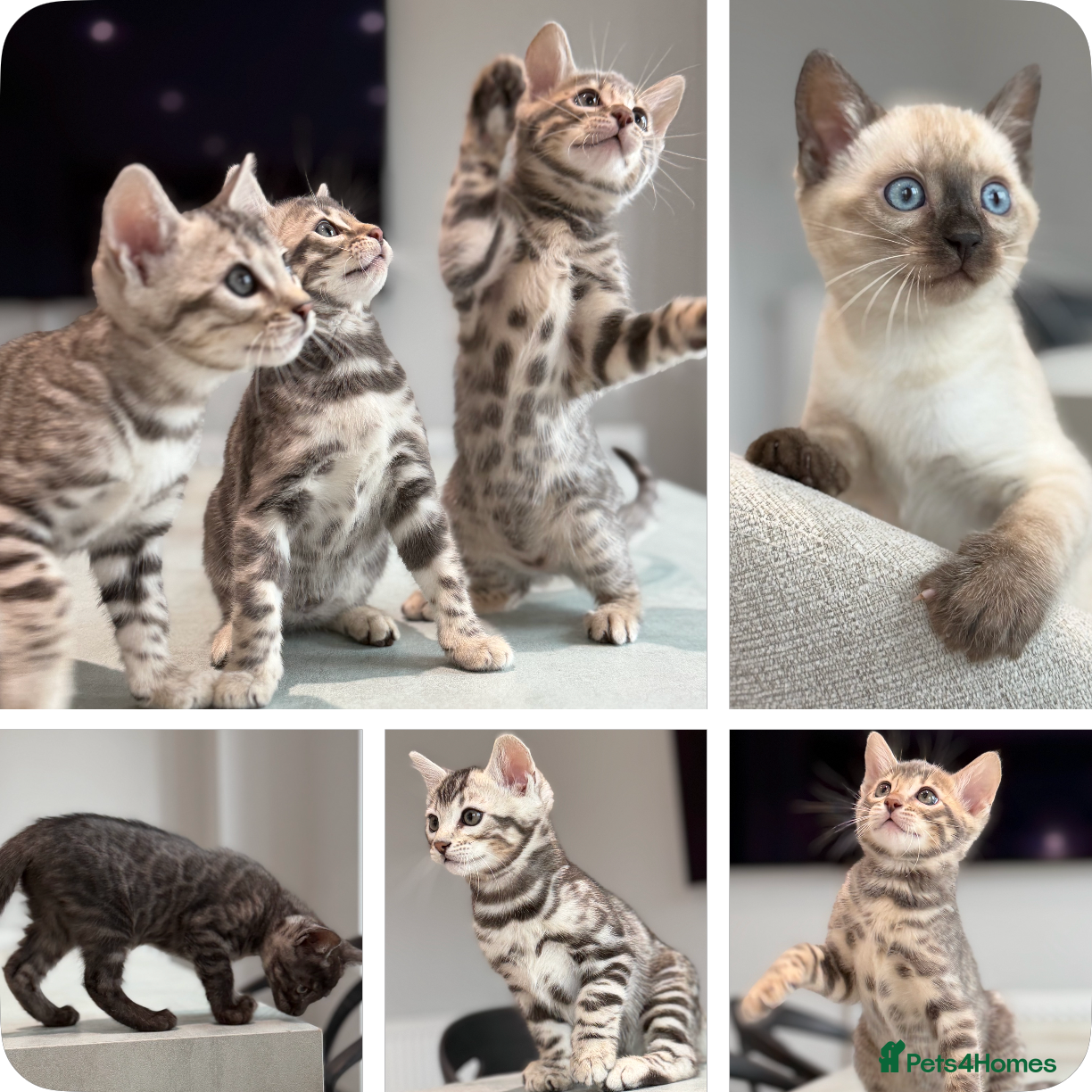 Bengal cats Rare Championship Pedigree Blue and Silver Bengals - Advert 1